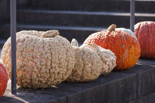 Warzenk��rbis Cucurbita Maxima pumpkin pumpkins from autumn harvest on a market