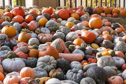 Different maxima and pepo cucurbita pumpkin pumpkins from autumn harvest on a market