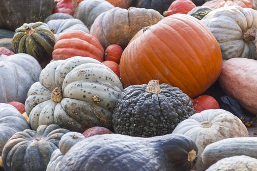 Different maxima and pepo cucurbita pumpkin pumpkins from autumn harvest on a market