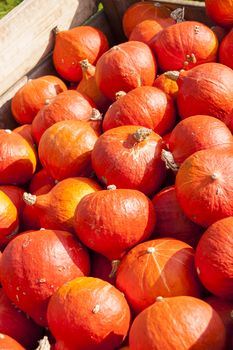 red roter Hokkaido cucurbita pumpkin pumpkins from autumn harvest on a market