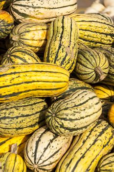 Delicata sweet Potato cucurbita pumpkin pumpkins from autumn harvest on a market