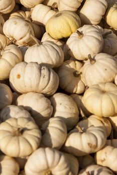 Baby Boo White Mandarin cucurbita pumpkin pumpkins from autumn harvest on a market