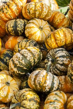 Sweet Lightning Microwave cucurbita pumpkin pumpkins from autumn harvest on a market