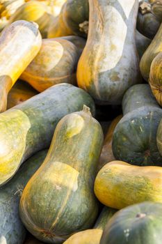 Sonca cucurbita pumpkin pumpkins from autumn harvest on a market