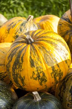 Oil Lady Godiva cucurbita pumpkin pumpkins from autumn harvest on a market