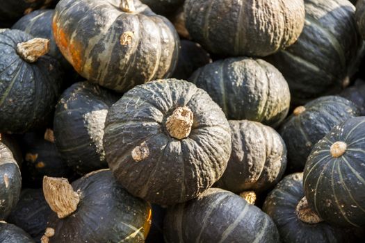 Green Gr��ner Hokkaido cucurbita pumpkin pumpkins from autumn harvest on a market