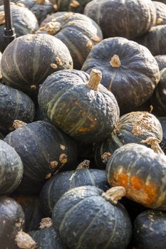 Green Gr��ner Hokkaido cucurbita pumpkin pumpkins from autumn harvest on a market