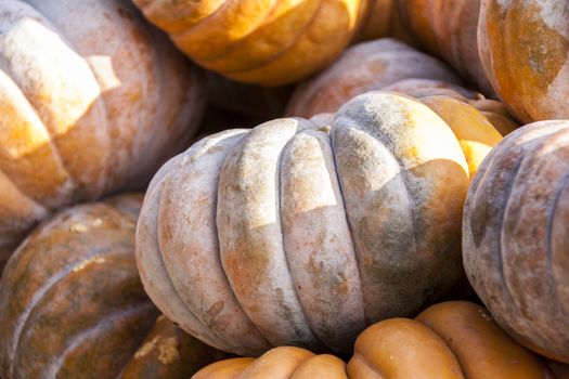 Muscade de Provence cucurbita pumpkin pumpkins from autumn harvest on a market