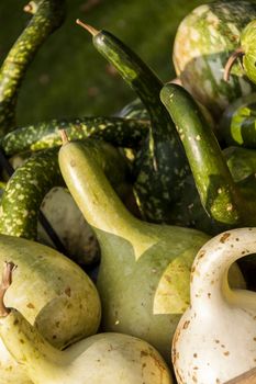 Kalebassenk��rbirs cucurbita pumpkin pumpkins from autumn harvest on a market