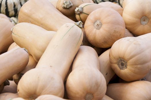 Butternut Butternuss cucurbita pumpkin pumpkins from autumn harvest on a market