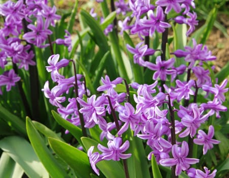 Purple hyacinths (hyacinthus) is one of the first beautiful spring flowers can use as background