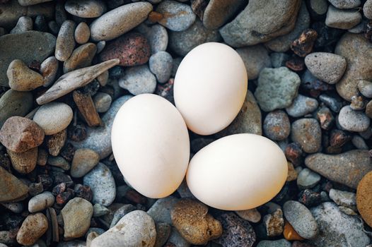 Group of hen eggs on the sea pebbles