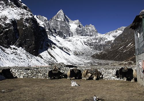 yaks in high hiamalayas