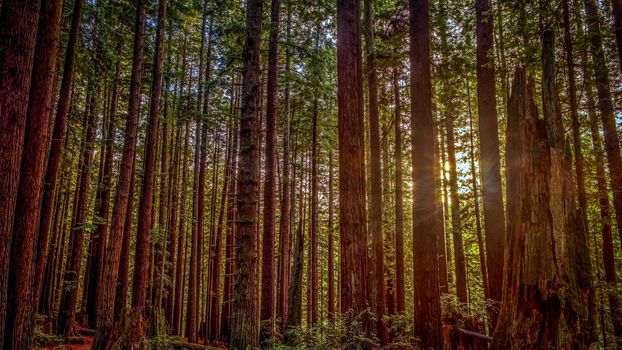 The sun breaks through the redwood trees. Color image.