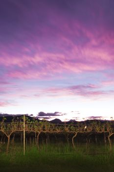 Lavender farm and vineyard in Kooroomba, Queensland in the afternoon.