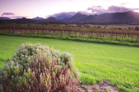 Lavender farm and vineyard in Kooroomba, Queensland in the afternoon.