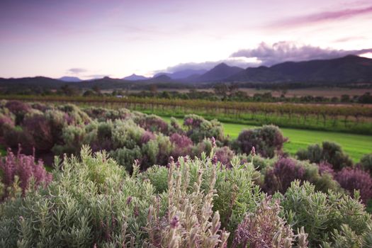 Lavender farm and vineyard in Kooroomba, Queensland in the afternoon.