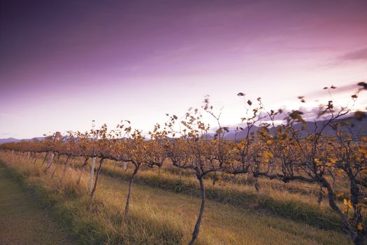 Lavender farm and vineyard in Kooroomba, Queensland in the afternoon.