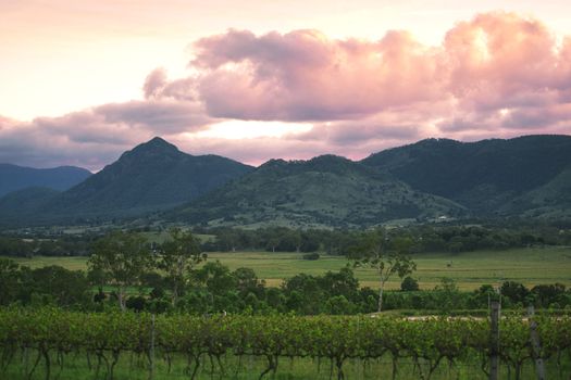 Lavender farm and vineyard in Kooroomba, Queensland in the afternoon.