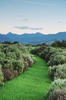 Lavender farm and vineyard in Kooroomba, Queensland in the afternoon.