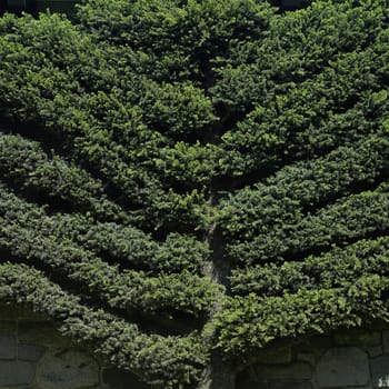 Manicured tree climbing onto a wall