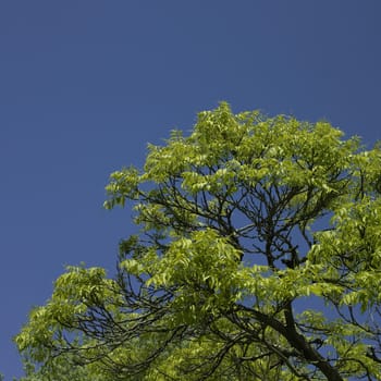 tree starting to grow leaves and blue sky