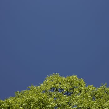 tree starting to grow leaves and blue sky