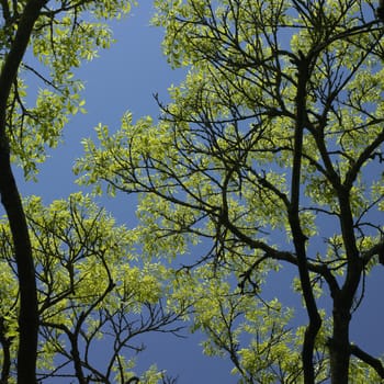 tree starting to grow leaves and blue sky