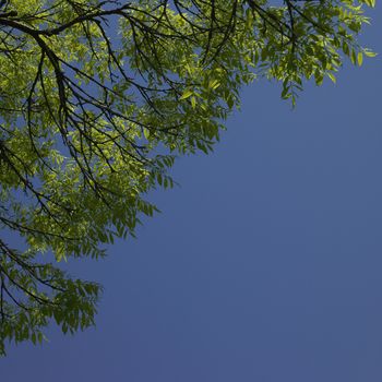 tree starting to grow leaves and blue sky