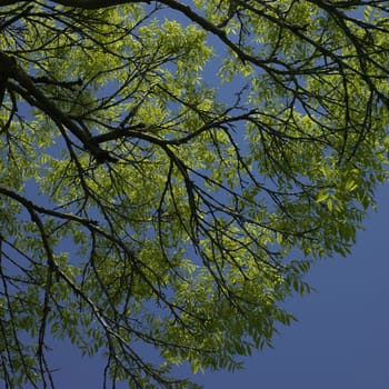 tree starting to grow leaves and blue sky