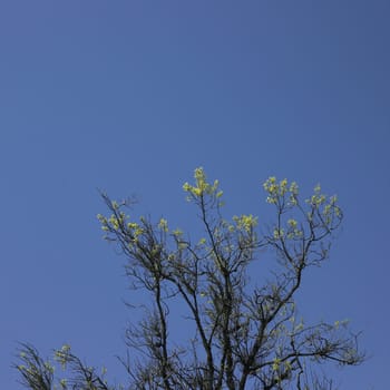 tree starting to grow leaves and blue sky