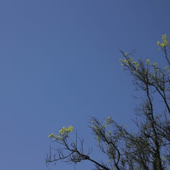 tree starting to grow leaves and blue sky