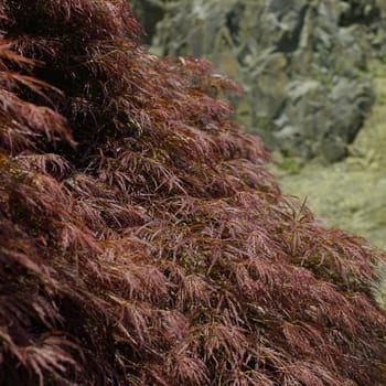 Close up of a red Japanese maple tree