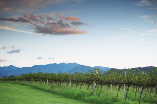 Lavender farm and vineyard in Kooroomba, Queensland in the afternoon.