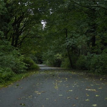 Country road through the trees