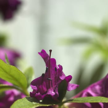 closeup of a magenta rhododendron flower