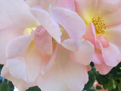 Puffy pink roses with yellow middles in nature