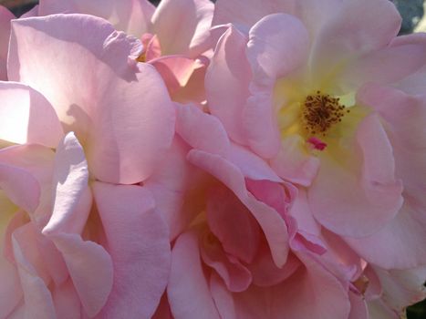 Puffy pink roses with yellow middles in nature