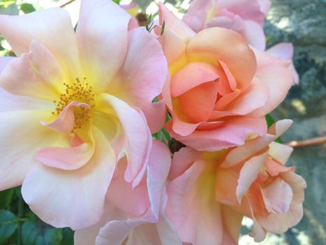 Puffy pink roses with yellow middles in nature