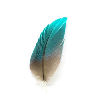 Colorful bird feather isolated on white background