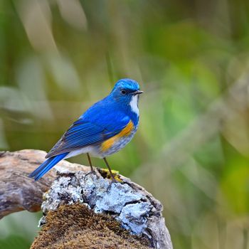 Beautiful blue bird, male Himalayan Bluetail (Tarsiger rufilatus), standing on the log