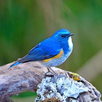 Beautiful blue bird, male Himalayan Bluetail (Tarsiger rufilatus), standing on the log