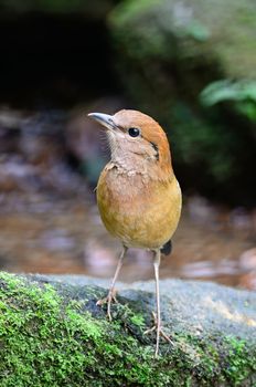 Beautiful brown bird, Rusty-naped Pitta (Pitta oatesi), standing on the rock, side profile 
