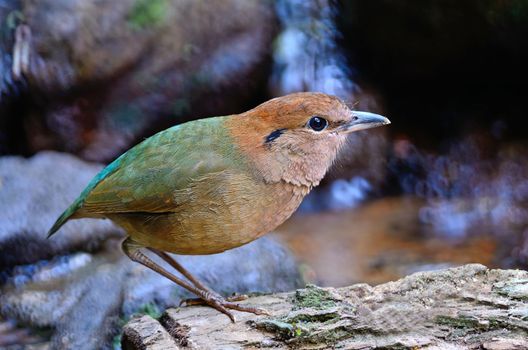 Beautiful brown bird, Rusty-naped Pitta (Pitta oatesi), standing on the log, side profile