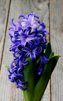 Beauty Purple Hyacinth with Leafs isolated on Rustic Wooden background