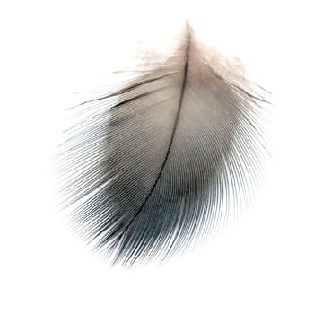 Black bird feather, isolated on white background