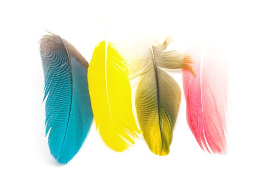 Colorful bird feathers isolated on white background