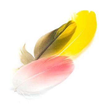 Colorful bird feathers isolated on white background