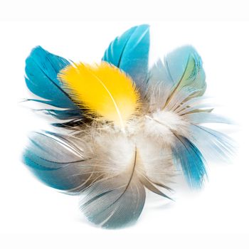 Colorful bird feathers isolated on white background