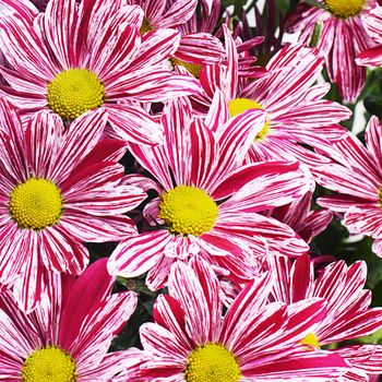 The flower pink chrysanthemums as a  background